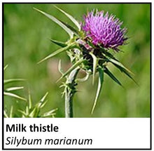 Load image into Gallery viewer, Organic Farmacopia: Milk thistle
