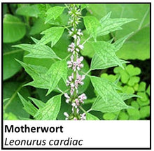 Load image into Gallery viewer, Organic Farmacopia: Motherwort
