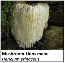 Load image into Gallery viewer, Organic Farmacopia: Mushroom-Lion&#39;s mane
