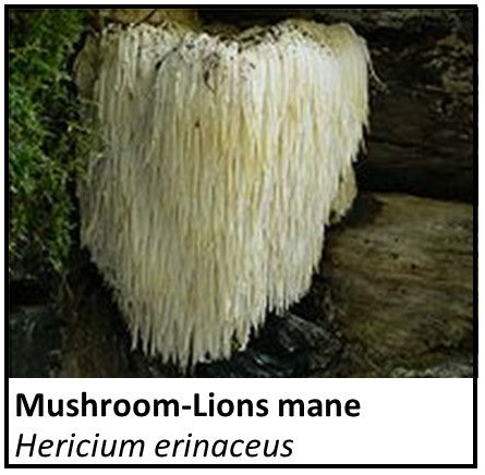 Organic Farmacopia: Mushroom-Lion's mane