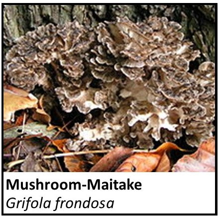 Organic Farmacopia: Mushroom-Maitake