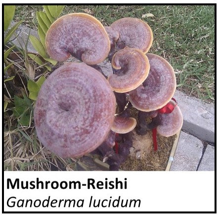Organic Farmacopia: Mushroom-Reishi
