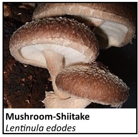 Organic Farmacopia: Mushroom-Shiitake
