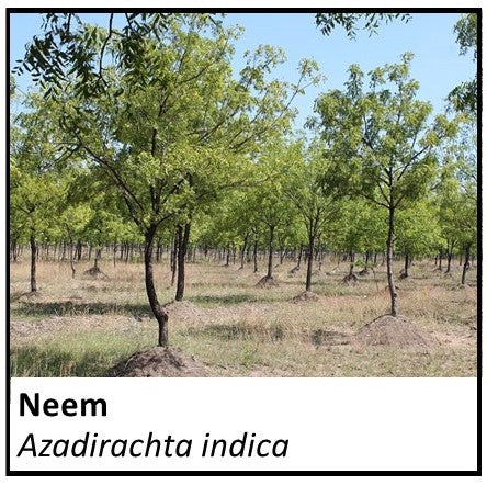 Organic Farmacopia: Neem