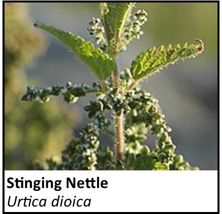 Organic Farmacopia: Nettle