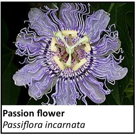 Organic Farmacopia: Passion flower
