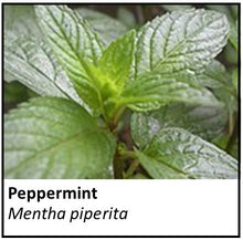 Load image into Gallery viewer, Organic Farmacopia: Peppermint
