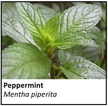 Organic Farmacopia: Peppermint