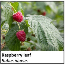 Load image into Gallery viewer, Organic Farmacopia: Raspberry leaf
