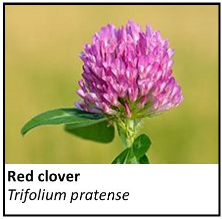 Organic Farmacopia: Red clover