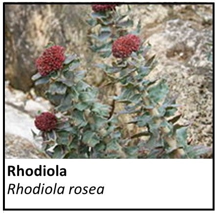 Organic Farmacopia: Rhodiola