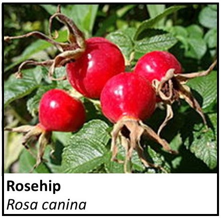 Organic Farmacopia: Rosehip