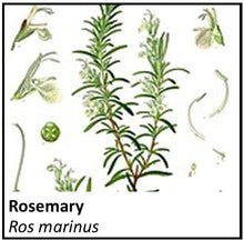 Load image into Gallery viewer, Organic Farmacopia: Rosemary

