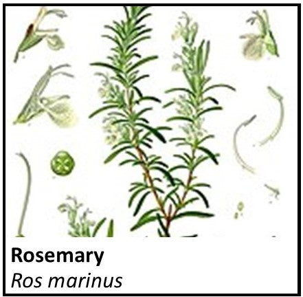Organic Farmacopia: Rosemary