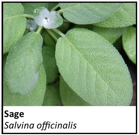 Organic Farmacopia: Sage