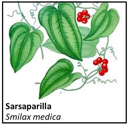 Organic Farmacopia: Sarsaparilla
