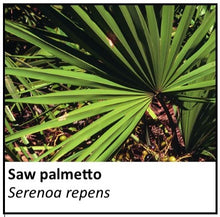 Load image into Gallery viewer, Organic Farmacopia: Saw palmetto
