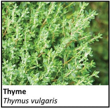 Load image into Gallery viewer, Organic Farmacopia: Thyme

