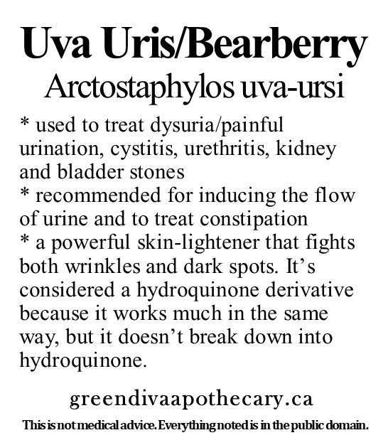 Organic Farmacopia: Uva ursi