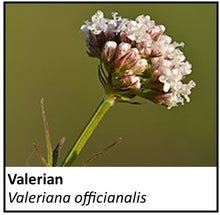 Load image into Gallery viewer, Organic Farmacopia: Valerian
