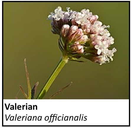 Organic Farmacopia: Valerian