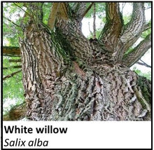 Load image into Gallery viewer, Organic Farmacopia: White willow
