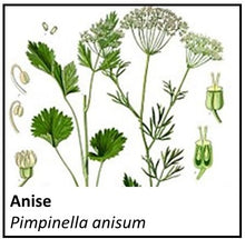 Load image into Gallery viewer, Organic Farmacopia: Anise seed
